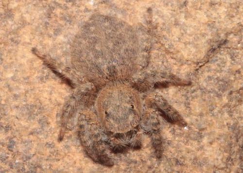 Aelurillus sp.